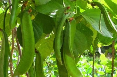 刀豆种子如何浸泡催芽,提高发芽率和成活率