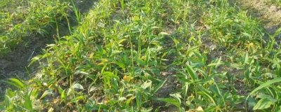 江西种哪些药材比较赚钱,半夏、板蓝根、金银花等品种可以考虑
