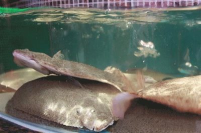 农村养多宝鱼是否赚钱,每种养殖方式的效益都不同