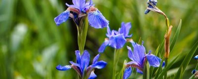 蓝色鸢尾花的花语,寓意素雅大方、暗中仰慕等