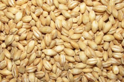 怎么钓鲮鱼,台钓法是常用的钓法