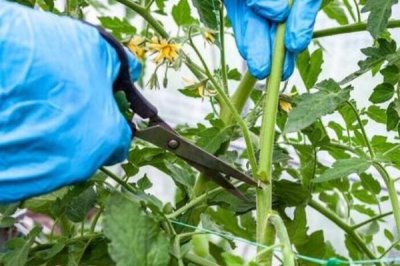 番茄怎么修剪,可保留主干摘除抽发的侧枝