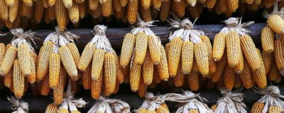 斯泰106玉米种子特点,出苗至成熟135天