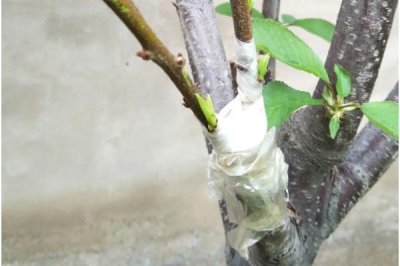 李子树苗有哪些好品种,蜂糖李、青脆李等品种均可选择