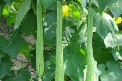 怎么防治丝瓜上面的病害,可根据病害类型喷施对应药剂