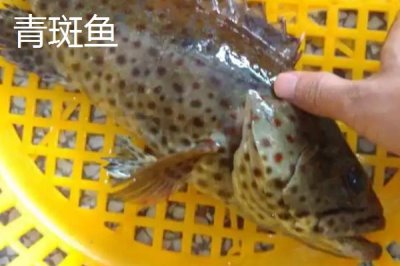 青斑鱼和石斑鱼的区别,生活环境、价格和外观均不同