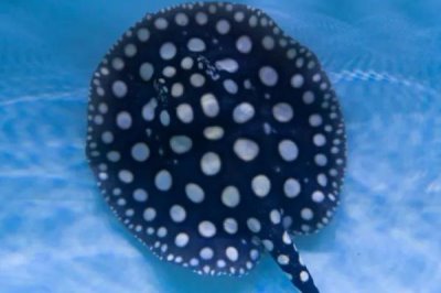 10公分的魟鱼一个月能长多少,一个月可以增长1-2公分左右