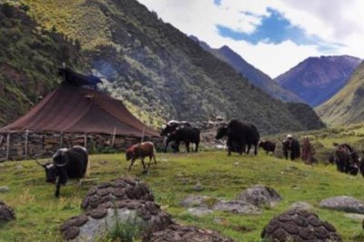 牦牛的养殖技术,每年要根据免疫流程进行严格防疫