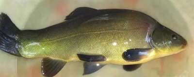 丁桂鱼的养殖技术，培育池通常在2-3亩比较合适