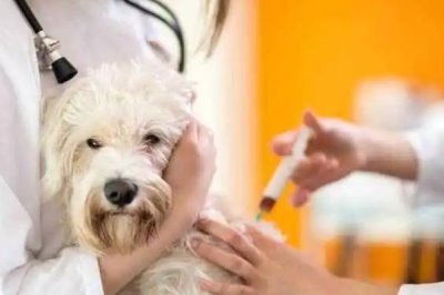 狗狗注射疫苗的注意事项,生病期间不能打疫苗