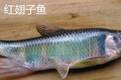 白条鱼和红翅子鱼的区别,白条鱼的体背为青灰色、红翅子鱼背部呈黑灰色