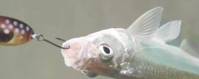 哪些鱼类的长相近似白条鱼,翘嘴、马口鱼、黄尾鱼等品种均比较相似