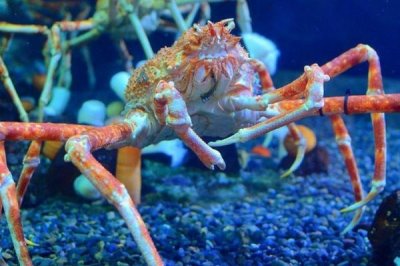 蜘蛛蟹可不可以吃，能吃但是价格很贵