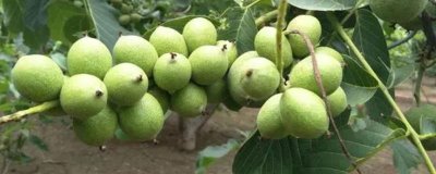 核桃树几年才能结果,实生苗需要5-10年