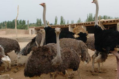 鸵鸟的养殖方法，要选择排水良好的沙质土地带