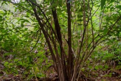 杈杷果苗的价格,各地区的售价有差异