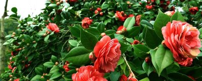山茶花的花语是什么，寓意谦让高洁、理想的爱等