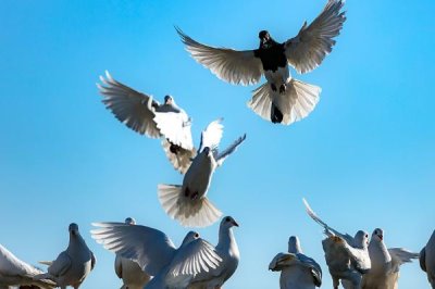 鸽子有没有耳朵,有耳朵且听力非常好