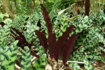 养殖箭羽竹芋的方法及注意事项，需使用疏松肥沃的腐殖土