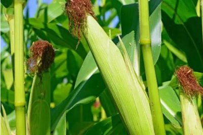 来玉179玉米种子介绍,中等肥力以上地块栽培