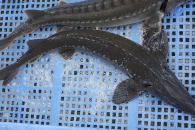 养殖的中华鲟能不能吃,人工繁殖的子二代才可以销售食用