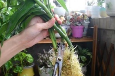 富贵竹的修剪方法,剪除弱芽、多余芽、高竹芽