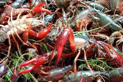 青红虾的产地,原产自美国的中南部和墨西哥的东北部