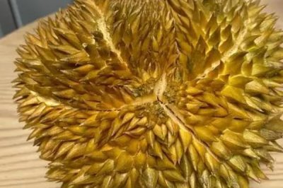 哪个品种的榴莲价格最高最贵,最贵的榴莲是猫山王