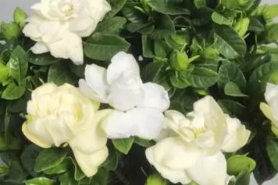 常绿灌木有哪些,这5种最为常见