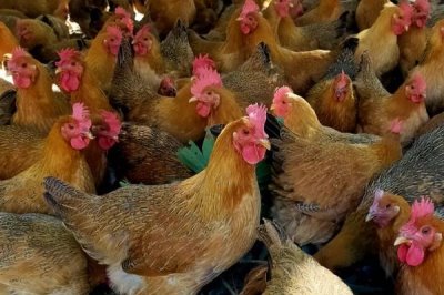 土鸡生的蛋是软皮蛋是怎么回事,缺乏钙、磷或维生素D导致