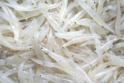 怎么保存银鱼干,要防止在阳光下暴晒