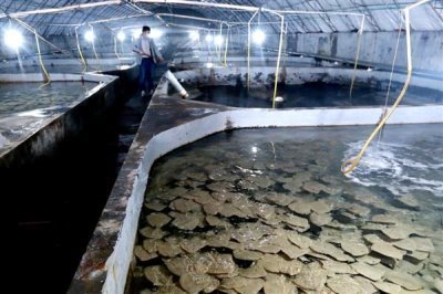 农村养多宝鱼是否赚钱,每种养殖方式的效益都不同