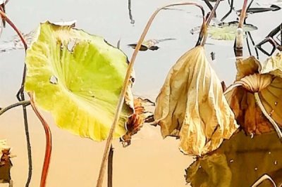 荷叶发黄烂叶的原因,需及时将病叶或虫叶剪掉