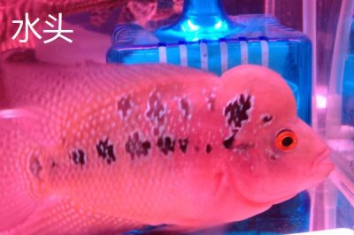 罗汉鱼起头时间，珍珠品系在体长3-5厘米时开始