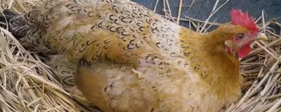 母鸡要公鸡受精才能下蛋吗,无需公鸡受精也能下蛋