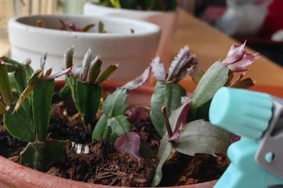 蟹爪兰叶子发黄的原因及处理方法，可能是浇水过多或阳光直射导致的