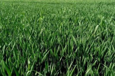 小麦的栽培与管理技术，品种和种植地区的不同导致播种时间不同