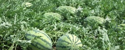 江苏东台的特产,有东台西瓜、发绣、咸鸭蛋等