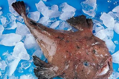 深海鱼有哪些，常见的有带鱼、鳕鱼、金枪鱼等