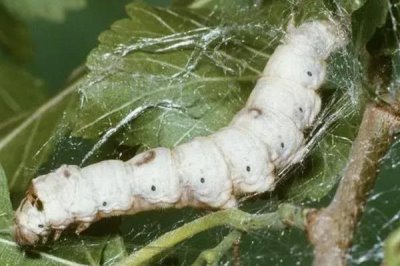 蚕的养殖方法,补催青时需要避免日晒