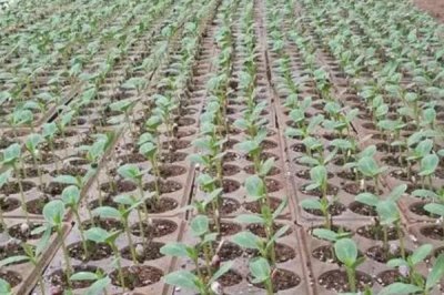 冬季西瓜育苗的具体措施，西瓜种子和砧木都要进行低温处理