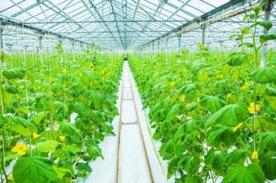 亩收益上万有哪些种植品种,推荐种植香椿、天麻等