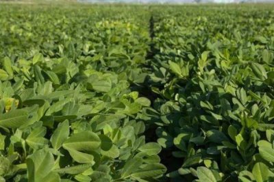 河南花生的产量,目前河南花生产量正在逐渐增加