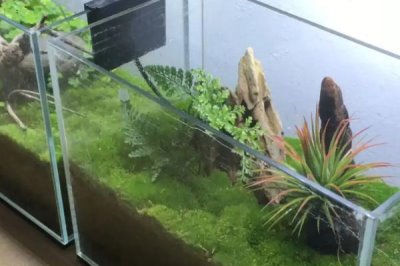 鱼缸有青苔怎么处理,需将鱼捞出并及时清理干净