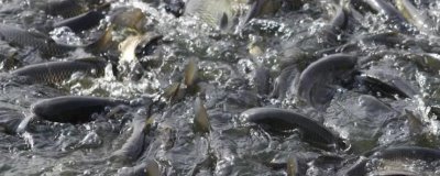 草鱼的养殖效益，1亩池塘的净利润为2700元左右