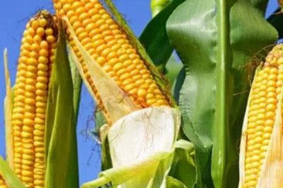 东单1607玉米品种介绍，株型半紧凑、春播生育期为127天