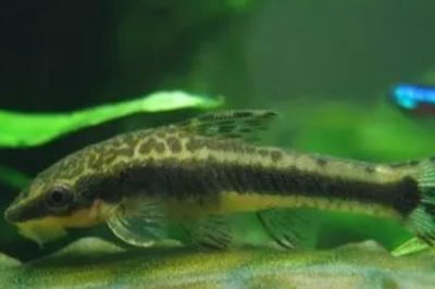 小精灵鱼吃什么,主要以藻类为食