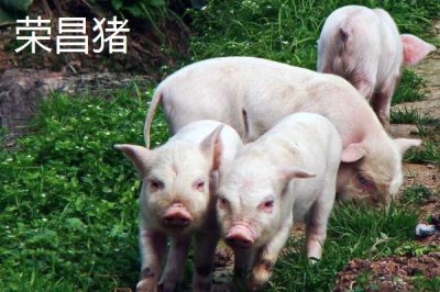 我国猪的品种有哪些,不同品种适合不同地区养殖