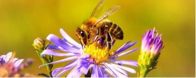 什么情况下蜜蜂会打架，并群失误是打架的主要原因