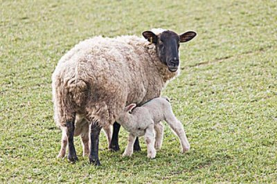小羊不吃奶怎么处理，可以把奶挤出来再用注射剂灌喂